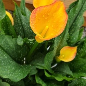 Meet your Posher, Carmen